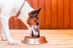 ¡Sí! Los Perros Pueden Comer Jamaica - 3 - febrero 12, 2023