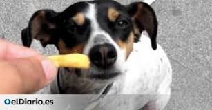 ¿Qué sucede si un perro come queso? - 29 - febrero 12, 2023