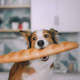 ¿Qué perros pueden comer queso?