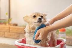 Limpiando a tu Perro con Jabón Zote - 11 - febrero 12, 2023