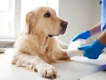 ¿Cómo desinflamar un absceso en perros?