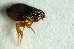 ¿Cuánto tiempo vive una pulga fuera de un animal?