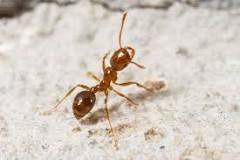 hormigas en el baño significado