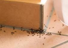 hormigas en el baño significado