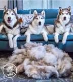 ¿Qué pasa si se le corta el pelo a un husky?