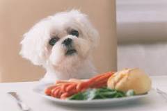 ¿Qué pasa si a un perro de raza pequeña se le da comida de raza grande?