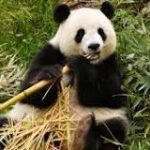 Adiós al Panda: las trágicas consecuencias de su extinción.