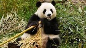 Adiós al Panda: las trágicas consecuencias de su extinción. - 3 - febrero 10, 2023