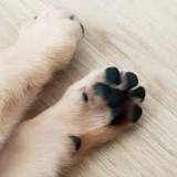 ¿Por qué algunos perros tienen 5 dedos?