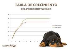 ¿Cuánto Pesa un Rottweiler?” - 9 - febrero 13, 2023
