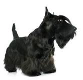 La Encantadora Ferrioni: Una Raza Canina Única - 59 - febrero 13, 2023