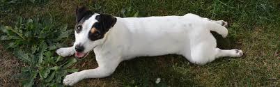 ¿Cuánto cuesta un perro de raza Jack Russell Terrier?