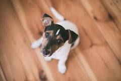 ¿Cuánto cuesta un perro de raza Jack Russell Terrier?