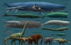 ¿Cuánto mide la ballena más grande de la historia?