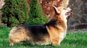 ¿Qué raza son los perros que tienen la cola corta?