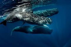 ¿Cuánto mide la ballena más grande de la historia?