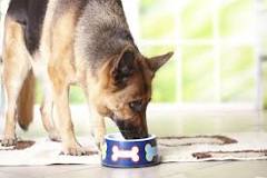 ¿Que se le da de comer a un perro desnutrido?