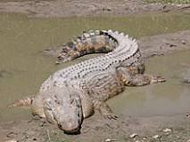¿Cuántos años tiene el cocodrilo más grande del mundo?