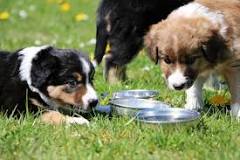 ¿Cuánto Puede Un Perro Sobrevivir Sin Agua? - 15 - febrero 13, 2023