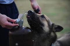cuanto tiempo puede estar un perro sin beber agua