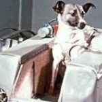 La Trágica Muerte de Laika, el Perro Espacial