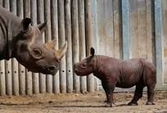 ¡Velocidad de Rinoceronte! - 3 - febrero 10, 2023