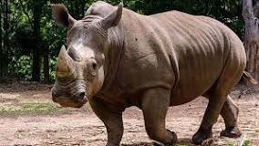 ¿Qué tan fuerte es un rinoceronte?