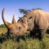 como respiran los rinocerontes