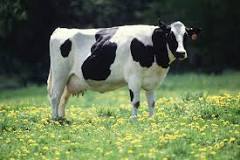 ¿Cómo sale la leche de la vaca adivinanza?