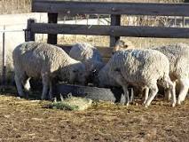 ¿Cómo se alimentan las ovejas?