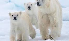 ¿Qué hace q los osos polares sean blancos?