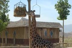 ¿Cuánto le mide a una jirafa?