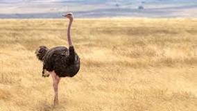 como se defiende el avestruz