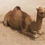 ‘El Camello: Adaptando su Conducta