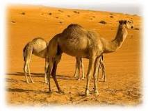 adaptaciones conductuales del camello
