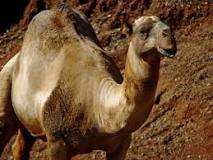 ¿Cómo es el comportamiento del camello?