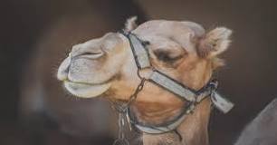 ¿Cómo es el comportamiento del camello?