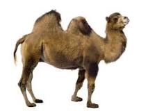 ¿Qué tipo de adaptacion es la joroba de un camello?