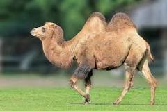 ¿Qué tipo de adaptacion presentan los camellos bactrianos salvajes y en qué consiste?