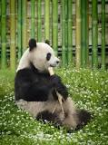¡El Panda en Movimiento! - 3 - febrero 11, 2023