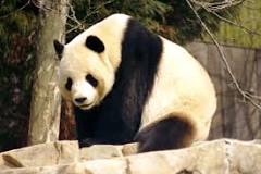 Los pandas Carnívoros - 53 - febrero 11, 2023