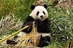 descripcion del oso panda