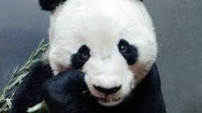 irritabilidad del oso panda