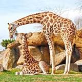 ¿Qué parte del cuerpo utiliza la jirafa para alimentarse?