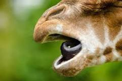 de qué color es la lengua de la jirafa