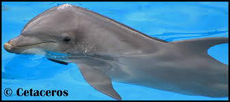 ¿Cómo es el pelaje de los delfines?