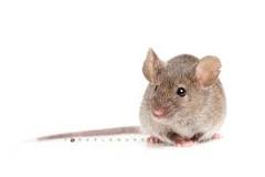 ¿Cómo saber si las heces son de rata o de ratón?