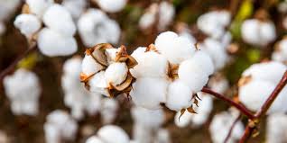 ¿Qué cosas se pueden hacer con el algodón?