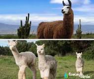 ¿Cuánto cuesta el kilo de lana de alpaca? - 3 - marzo 13, 2023