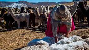 ¿Cuánto cuesta el kilo de lana de alpaca?